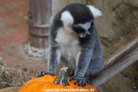 Hagenbeck 26102012 026