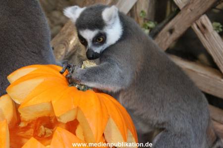 Hagenbeck 26102012 029