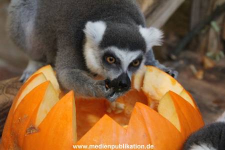 Hagenbeck 26102012 032