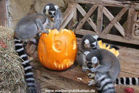 Hagenbeck 26102012 037