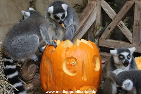 Hagenbeck 26102012 038
