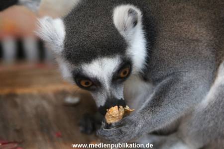 Hagenbeck 26102012 042