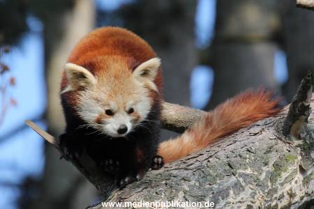 Hagenbeck Fruehling 12042012 045