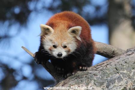 Hagenbeck Fruehling 12042012 046