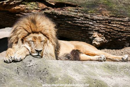 Hagenbeck 09052016 007