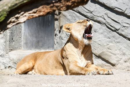 Hagenbeck 09052016 008