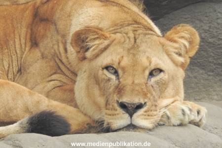 Hagenbeck 122016 037