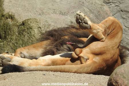 Hagenbeck 24042016 004