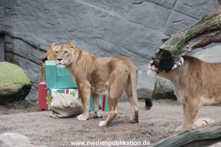 Hagenbeck Weihnachten 23122016 002