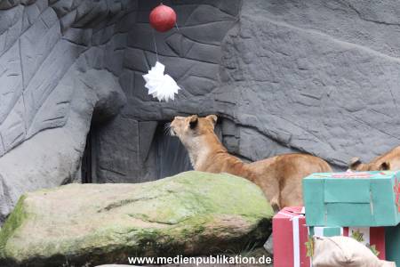 Hagenbeck Weihnachten 23122016 003