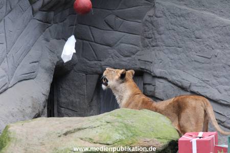 Hagenbeck Weihnachten 23122016 004