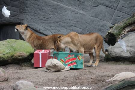 Hagenbeck Weihnachten 23122016 005