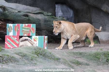 Hagenbeck Weihnachten 23122016 007