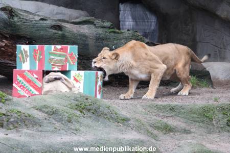 Hagenbeck Weihnachten 23122016 008