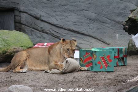 Hagenbeck Weihnachten 23122016 010