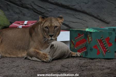Hagenbeck Weihnachten 23122016 011