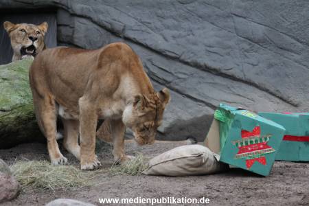 Hagenbeck Weihnachten 23122016 014