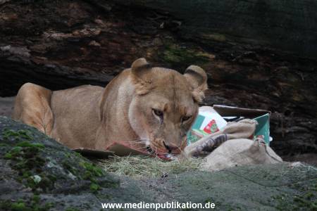Hagenbeck Weihnachten 23122016 015