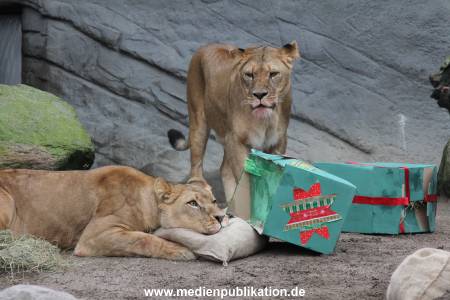 Hagenbeck Weihnachten 23122016 016
