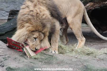 Hagenbeck Weihnachten 23122016 017