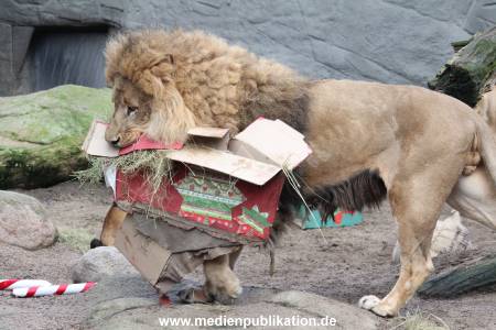 Hagenbeck Weihnachten 23122016 018