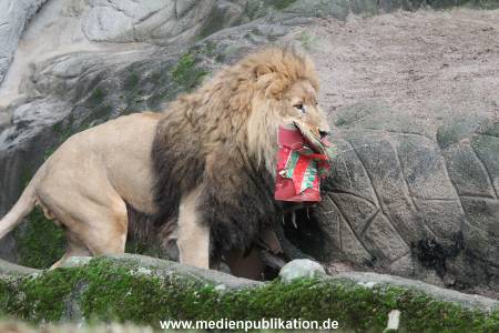 Hagenbeck Weihnachten 23122016 021