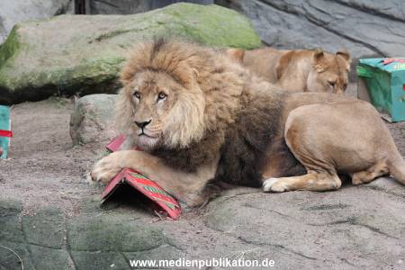 Hagenbeck Weihnachten 23122016 027