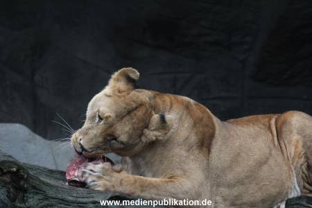 Hagenbeck Weihnachten 23122016 028