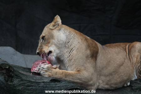 Hagenbeck Weihnachten 23122016 029
