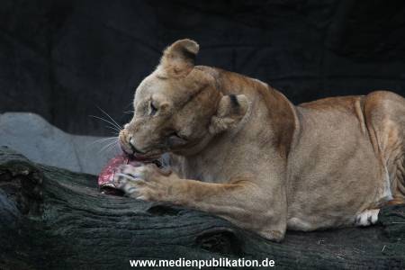 Hagenbeck Weihnachten 23122016 030