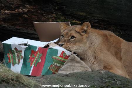 Hagenbeck Weihnachten 23122016 032