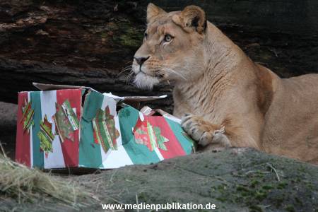 Hagenbeck Weihnachten 23122016 033