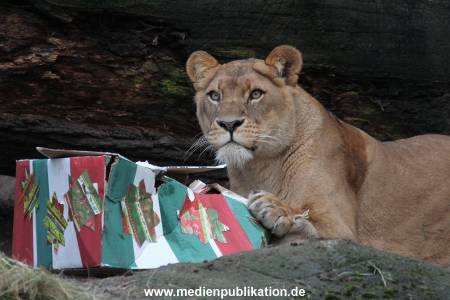 Hagenbeck Weihnachten 23122016 035