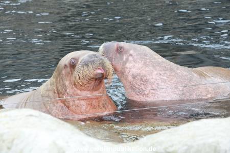 Hagenbeck Pilawa 15062016 047