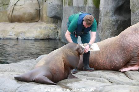 Hagenbeck Pilawa 15062016 050