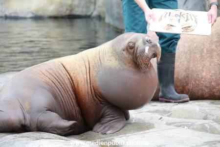 Hagenbeck Pilawa 15062016 053