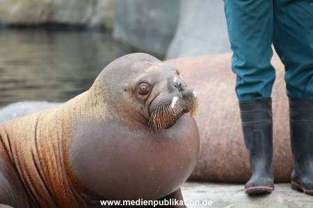 Hagenbeck Pilawa 15062016 056