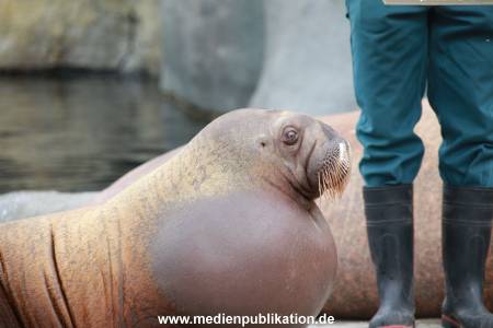 Hagenbeck Pilawa 15062016 058