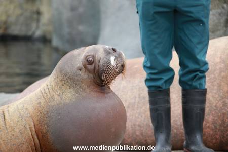 Hagenbeck Pilawa 15062016 060