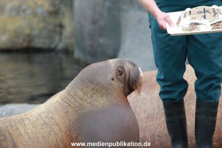 Hagenbeck Pilawa 15062016 061