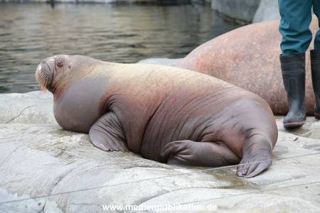 Hagenbeck Pilawa 15062016 062