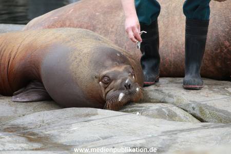 Hagenbeck Pilawa 15062016 064