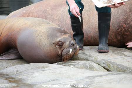 Hagenbeck Pilawa 15062016 067
