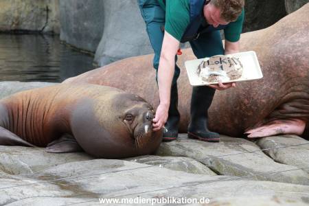Hagenbeck Pilawa 15062016 069