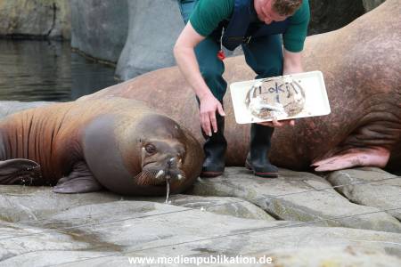 Hagenbeck Pilawa 15062016 071