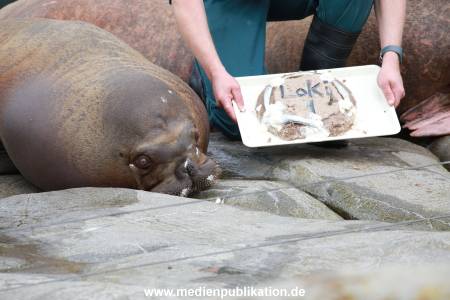 Hagenbeck Pilawa 15062016 073