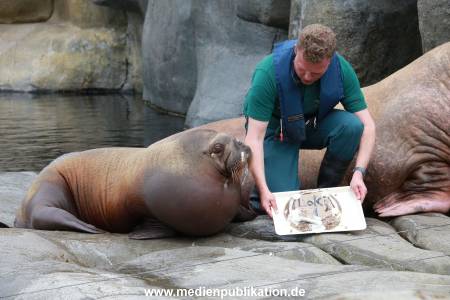 Hagenbeck Pilawa 15062016 075