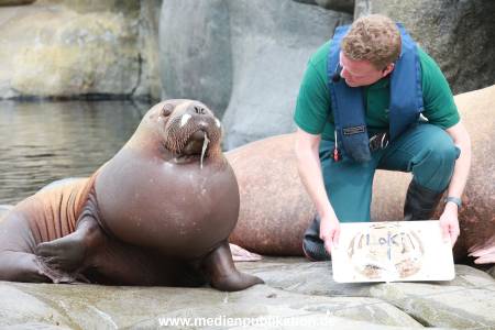 Hagenbeck Pilawa 15062016 076