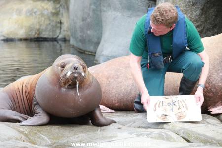 Hagenbeck Pilawa 15062016 077