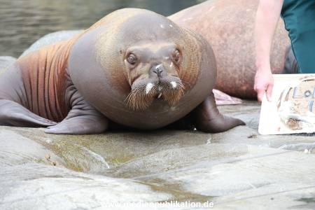 Hagenbeck Pilawa 15062016 078